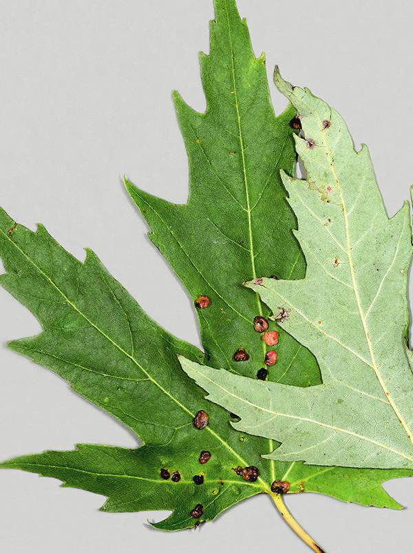 figur 1. Silverlönnsvårtor. Bladgaller på silverlönn Acer saccharinum orsakade av gallkvalstret Vasates quadripedes. foto: Ramona Ubral-Hedenberg, Naturhistoriska riksmuseet.
