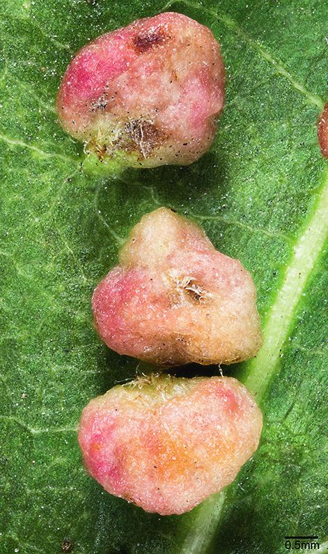 Prunus persica persika. Persikosvulst. Bladgall av blåssvampen Taphrina deformans. Upl Boo, Insjön, Fristadsvägen 3, 15.VI.2006. På persika tidigare känd från Sk, Bl och Ög och på mandel P.