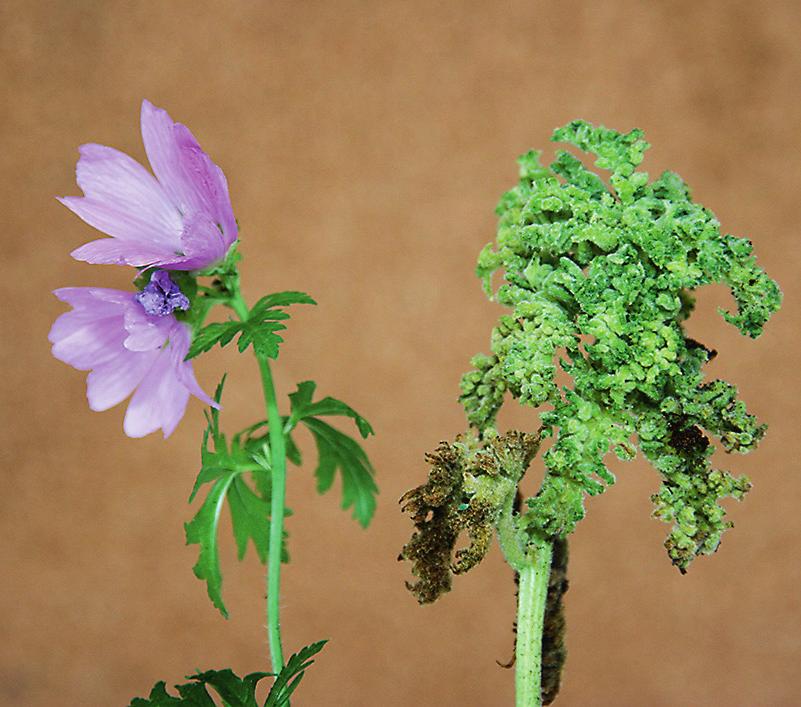 och slingrande, samt gallkvalstren visade att även den röda hårfilten orsakats av samma art. För Sverige ny värdväxt. Malva alcea moschata mellanmalva. Skottspetsgall av Aceria gymnoprocta.