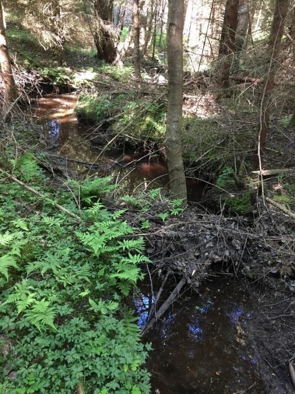 Fotografi från en annan del av vattendraget där stockhinder ska placeras för att