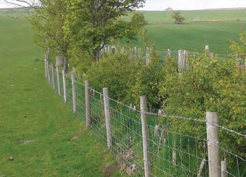 Bild 22. Häck i England tvärs över sluttning i betesmark och åkerlandskap. Bromsar ytavrinning och tillför höga naturvärden. Foto: Yorkshire Dales National Park Authority.