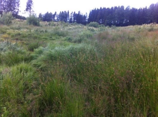 exempelvis al eller sälg. Stammar, grenar och rotsystem kommer då att ge ökad friktion så att vattnets hastighet minskar och dess uppehållstid blir längre.