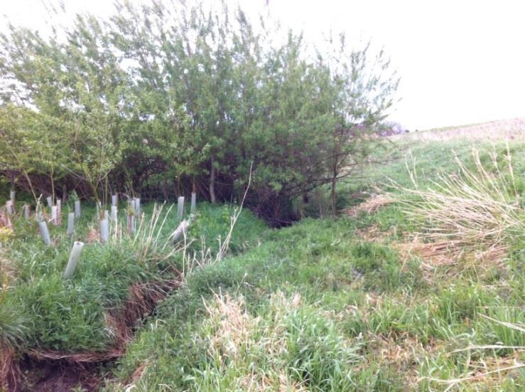 Bild 24. Sälgplantering i högvattenområde vid vattendrag. Detta för att minska översvämning i Belford, England. Foto: Anita Bergstedt.