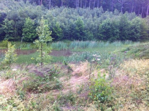 Vinsterna är främst att den kan svälja vatten när det verkligen behövs. Naturvårdsnyttan är relativt låg, detta är främst en åtgärd som har flödesdämpande effekt.