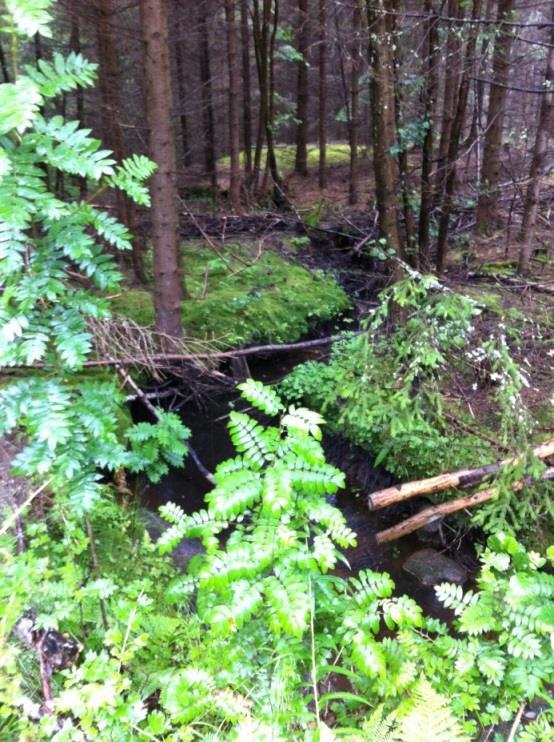 Bild 42. Gren av Grålösbäcken vid Folkestad. I denna miljö kan man på ett naturligt sätt låta ved styra ut högflöden vid sidan av bäckfåran för att fördröja tillflödet av högvatten till Skee.