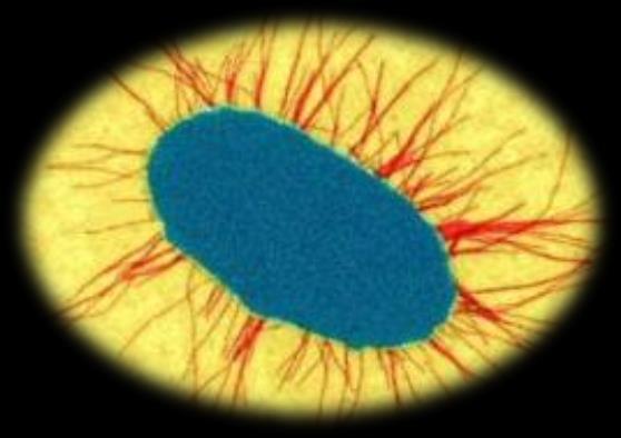 Mikroorganismer Kan inte ses med blotta ögat Bakterier