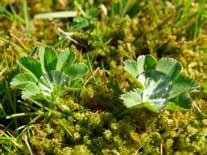 Många uppfinnare, produktutvecklare och formgivare har genom tiderna studerat naturens processer när de