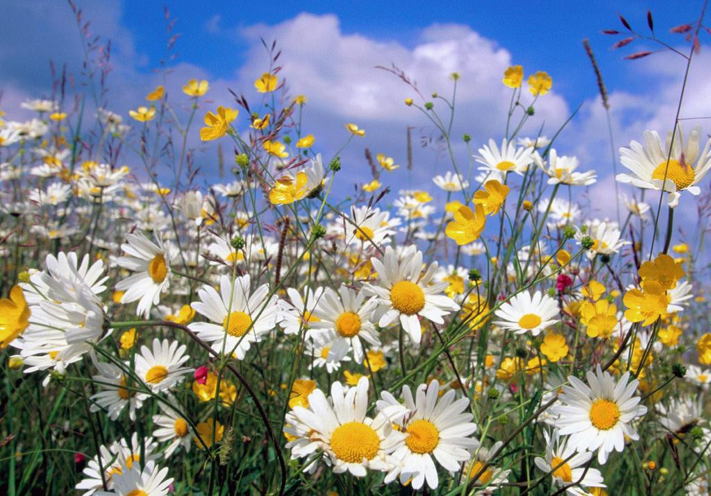 Vecka 19, 8-14 maj Tisdag 13:30 Stickkontakten Onsdag 09:30 Bön, Bibel, Fika Torsdag 18:30 Lovsångskör Fredag 14:00 Sångstund på strandvägens vårdboende Lördag 17:00 Bibelkväll 10:30 Gudstjänst,