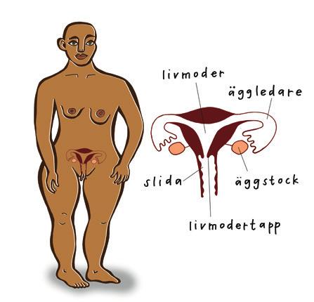 16 INTRO TILL REPRODUKTION Att förmedla kunskap om hur och varför en graviditet blir till s.