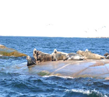 Vattnen runt Utö räknas som skärgårdens bästa för just havsöring och vi erbjuder guidade fisketurer med killarna från Skärgårdsguiderna.