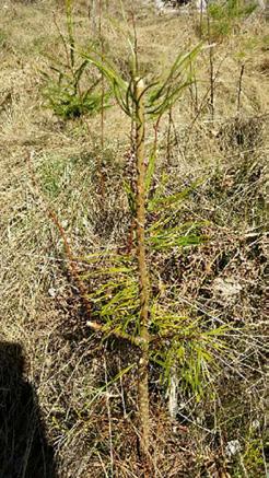 Några exempel på viltskador. Så här kan en planta se ut som fått upprepade skador.