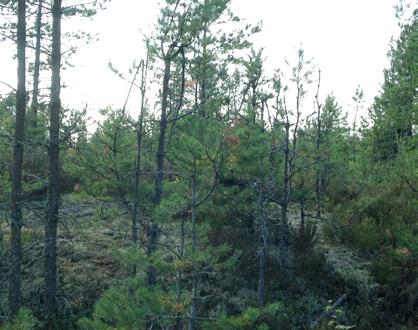 Här syns lite äldre tallplantor som fått kämpa, många stammar är både betade och avbrutna.