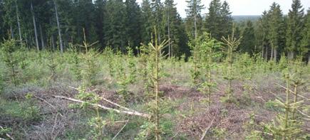 Här är även granplantor hårt betade, i detta område finns ingen hjort, men mycket älg och rådjur.