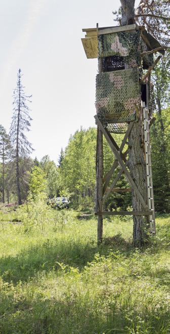 bade av att vi håller klövviltstammar som är för stora i förhållande till fodertillgången. Diskutera: Håller ni med om detta? Vilka tankar väcker detta?