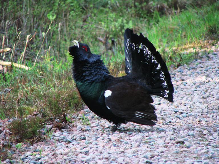 Färnebofjärdens nationalpark blev årets turistmål i kategorin naturreservat i Sverige, 2015. Vi är glada förstås och önskar alla besökare VÄLKOMNA hit! HUR MÅR SJÖFÅGLARNA?