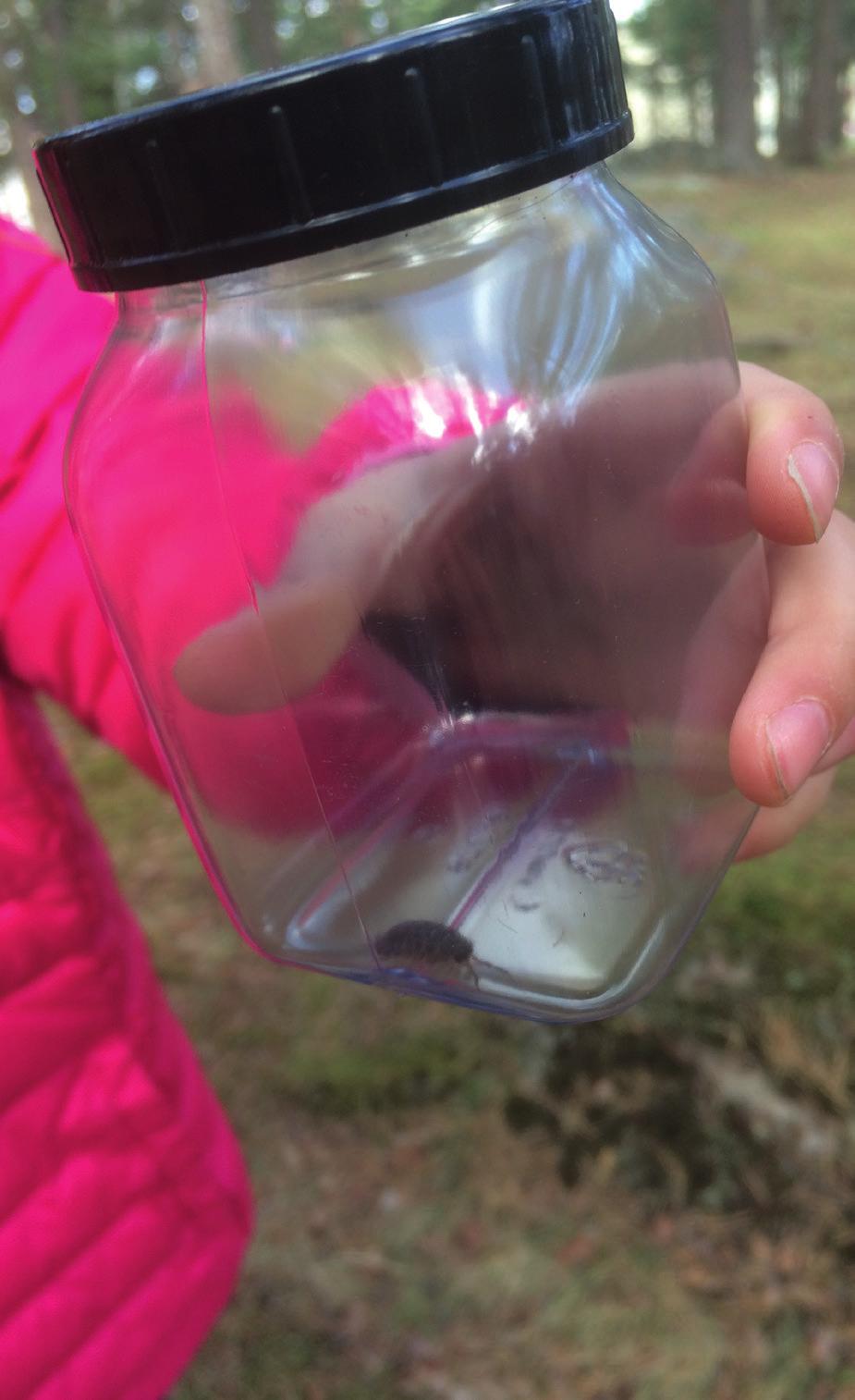 APRIL/MAJ Foto: Joseph Wastie Naturen runt knuten årskurs 2 Hjälp oss ge naturen runt knuten en boost! Vilka arter har vi runt omkring oss i vår närmiljö.