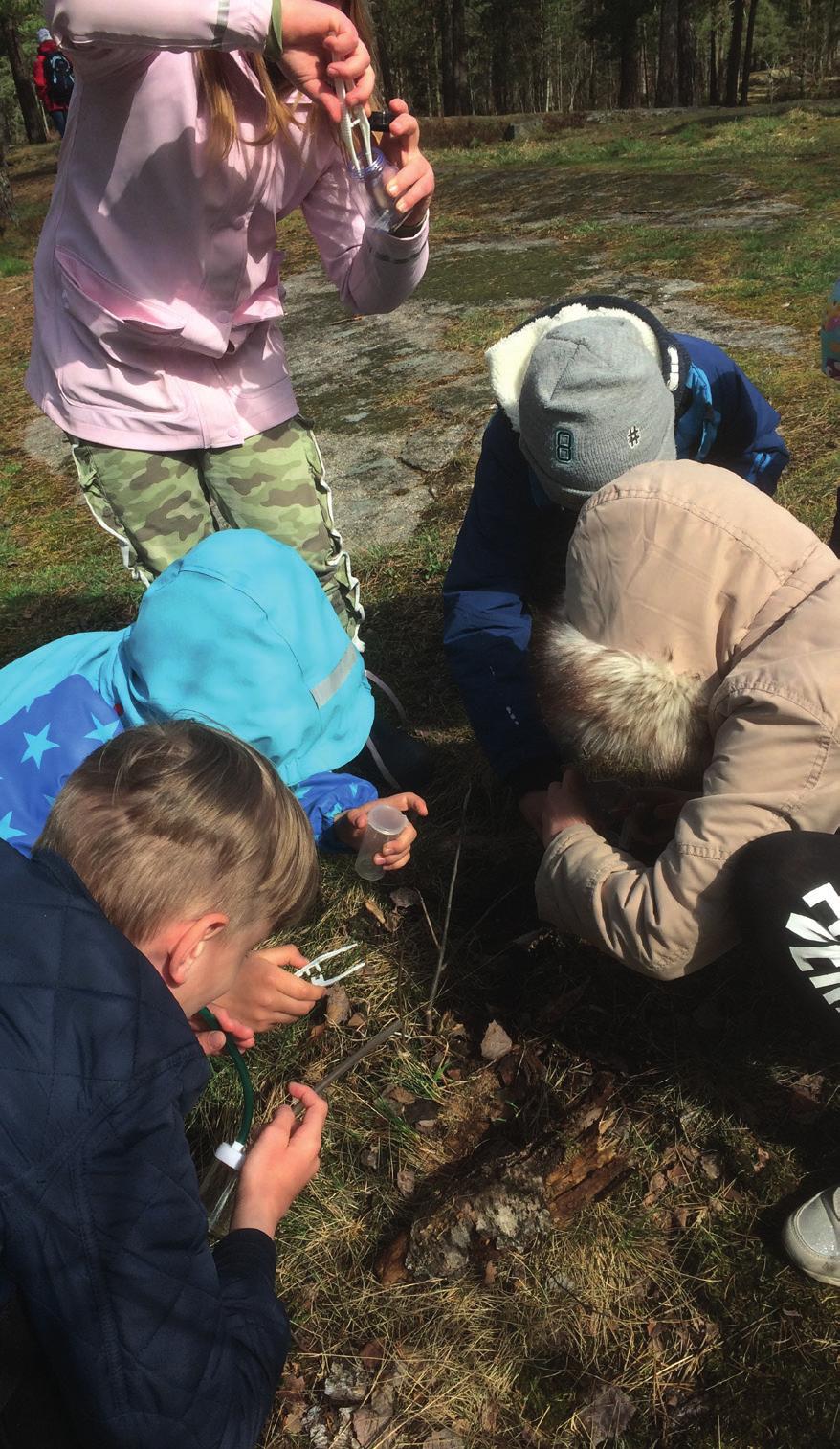 Många arter minskar drastiskt hur kan vi hjälpa till och skapa så gynnsamma förutsättningar för dem som möjligt runt den egna knuten?