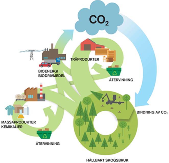 Biobränslen en del av Sveriges cirkulära ekonomi Mer ved och mer värde ur