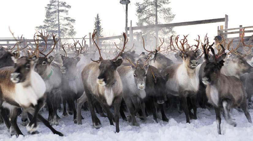 VINTERAKTIVITETER ÅKA HUNDSPANN I FJÄLLVÄRLDEN Ett fantastiskt sätt att uppleva naturen, i det närmaste ljudlöst åker man efter ett helt spann med starka och rappa hundar.