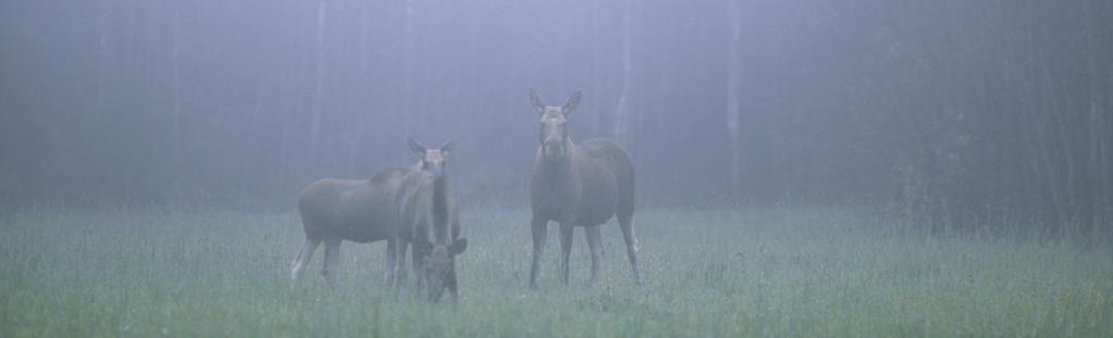 Förord FOTO JANOS JURKA, NATURFOTOGRAFERNA Basinventeringsmetoder Dessa metoder är redan kvalitetssäkrade och så kostnadseffektiva att vi rekommenderar att de rutinmässigt kan användas av ÄFO/VFD