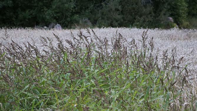 IPM ogräs Integrerat växtskydd, IPM (Integrated Pest Management), handlar om att kombinera olika typer av förebyggande och bekämpande åtgärder mot ogräs.