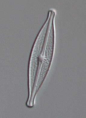 KISELALGER I KALMAR LÄN 2015 13 Figur 5. Brachysira neoexilis, Caloneis tenuis och Stauroforma exiguiformis är kiselalger som föredrar näringsfattiga vatten.