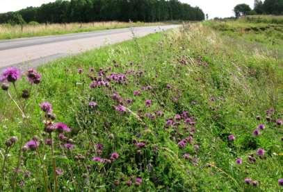 5. Dala (2879-01) Detta är en lång vägsträcka, genom ett kalkstensområde, som på vägens båda sidor är mycket blomrik med gott om getväppling, klöver, blåklockor, krissla och väddklint.