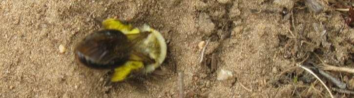 Figur 21. Grävande hona av sälgsandbi i sandig mark. En del vedlevande arter påträffades också, totalt nio arter, varav fyra arter av citronbin Hylaeus och fem arter av tapetserarbin Megachile.