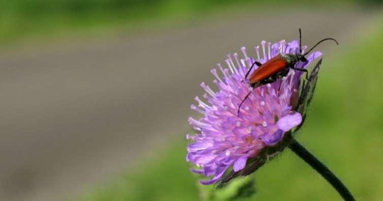 Arter som ofta ses är olika arter av blombesökande skalbaggar och blomflugor.