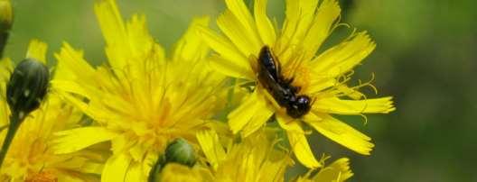 Småfibblebi Panurgus calcaratus (NT) Småfibblebi är ett svart, cirka 9 mm stort bi som är specialiserad på fibblor.