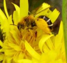 Praktbyxbi Dasypoda hirtipes (NT) Praktbyxbiet är ett stort och kraftigt bi på cirka 15 mm som är lätt att känna igen. Arten samlar pollen på korgblommiga växter och främst på fibblor.