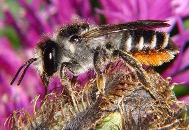 Klinttapetserarbi Megachile pyrenaea VU Klinttapetserarbiet är ett cirka 12 mm stort bi som är specialiserat på korgblommiga växter och som främst hittas i väddklint.