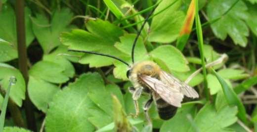 Långhornsbi Eucera longicornis Långhornsbi är ett stort och kraftigt bi på cirka 15 mm. Hanarna är omisskännliga med sina mycket långa antenner.