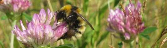 Klöverhumla Bombus distinguendus (NT) Klöverhumlan har minskat starkt i södra Sverige och är nu sällsynt i Götaland. Arten hittas oftast i eller i närheten av klövervallar på sandiga jordar.