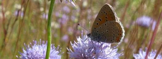 Violettkantad guldvinge Lycaena hippothoe (NT) Värdväxten är främst ängssyra och flygtiden är under juni och juli. Från Västergötland finns 138 rapporter mellan 1966 och 2011.