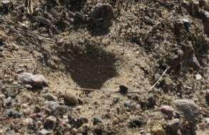 Större myrlejonslända Myrmeleon formicarius Larven hos större myrlejonslända gräver ner sig i solexponerad finsand där den skapar trattlika fångstgropar.