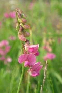 Vingvial Lathyrus heterophyllus (NT) Vingvial hittades på tre lokaler i de västligaste delarna av driftområdet. Tidigare rapporter efter 1980 finns från elva lokaler i de västliga delarna.