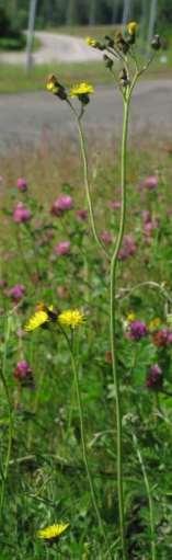 Sommarfibbla Leontodon hispidus (NT) Sommarfibbla hittades endast på en lokal i den sydvästra delen av driftområdet. Efter 1980 finns det sju tidigare rapporterade lokaler från området.