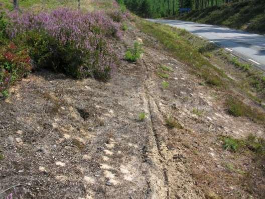 (Vägkant 2852-13a-n vid Hökensås, Tidaholms kommun.) Figur 79. Vägkant med bl.a. åkervädd som ansluter till betad hagmark där blommorna betats ner.