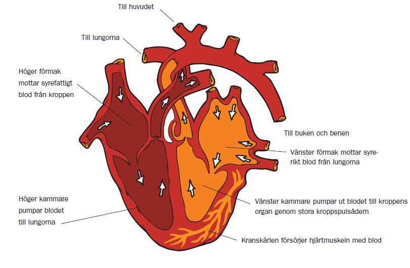 skelettmuskulaturen, men som inte kan styras viljemässigt. Hjärtat har dessutom ett klaffsystem, som svarar för att blodet strömmar i rätt riktning.