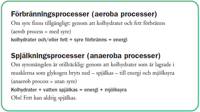 Efter en måltid ökar energiomsättningen, eftersom matsmältningen kräver energi. Låg yttertemperatur fordrar också högre energiomsättning för att bibehålla kroppsvärmen.