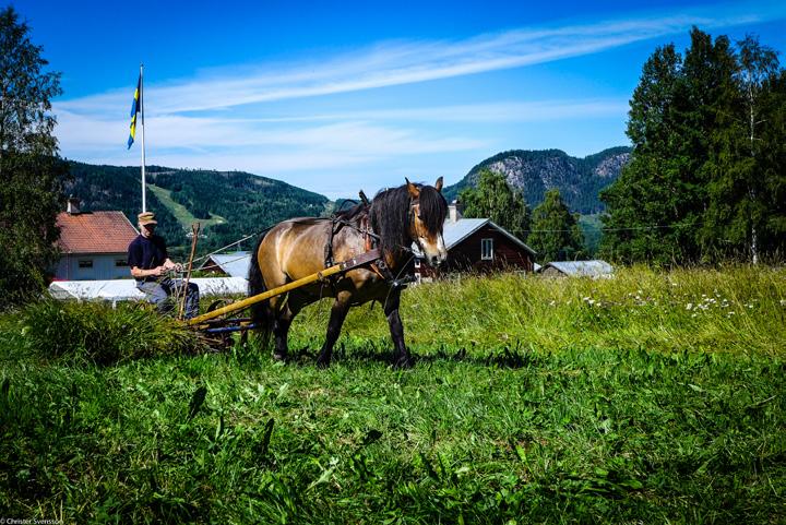 11-16 Se våra samlingar, gårdsmuseum, vagnsmuseum, skolmuseum, textilsamling och andra temautställningar. Lek för barn och vuxna i historiska miljöer, minigolf på lagårdsbotten.