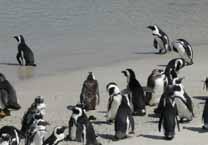 Därefter fortsätter vi till pingvinkolonin vid BOULDERS BEACH innan vi äter vår hummerlunch i fiskebyn FISHHOEK. Återresa till vårt hotell i CAPE TOWN.
