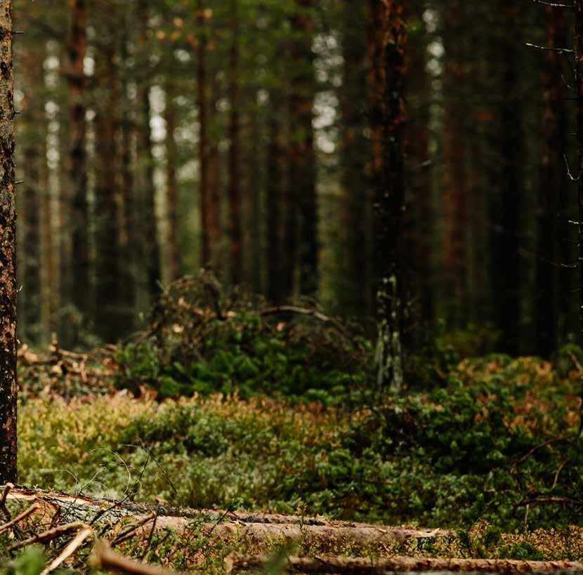 Vi gör ditt skogsägande både tryggare, mer utvecklande och givande. Sveaskog är en ledande aktör på virkesmarknaden. Vi köper varje år in stora mängder virke från privata skogsägare som du.