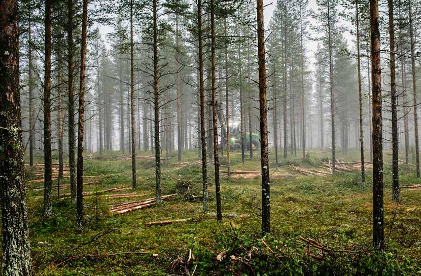 Gallring är en av de viktigaste åtgärderna du kan göra i skogen. Genom att ta ut svaga och skadade träd och koncentrera tillväxten till de mest kvalitativa stammarna skapar du ett värdefullt bestånd.