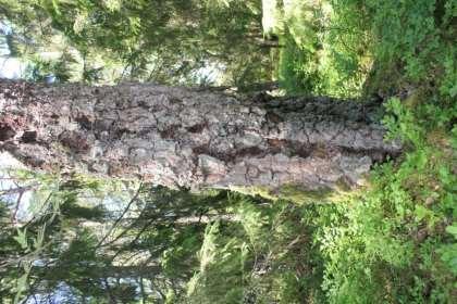 mycket gamla träd Gammal asp