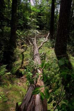 Äldre naturskogsartade skogar