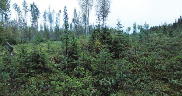 3 Slyröjning Med tanke på viltet är det viktigaste att styra utvecklingen mot blandskog vid slyröjningen. Spara därför så mycket tall som möjligt i granbestånd och gran i tallbestånd.