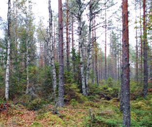 5 Förröjning För viltet är det viktigt att man vid förröjningen sparar skydd nära markytan, det vill säga träd i olika kronskikt och på olika avstånd från varandra.