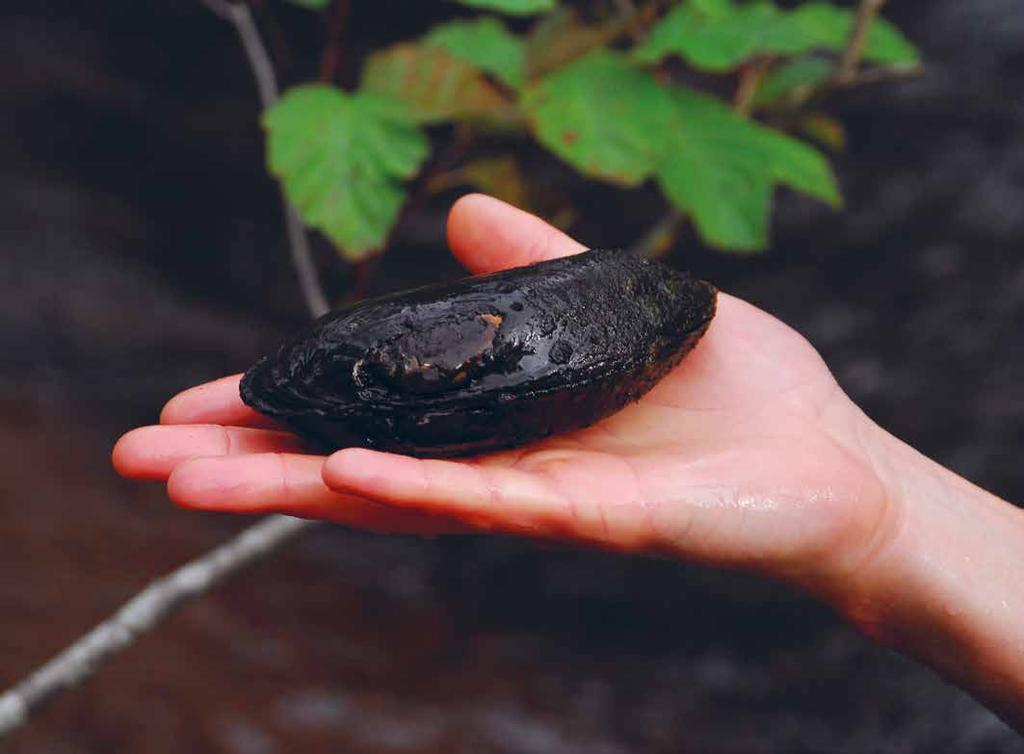 Ett vattendrag som har flodpärlmusslor är ett välmående vattendrag En av 100 miljoner Av 100 miljoner mussellarver kommer endast en att överleva och utvecklas till en vuxen mussla.